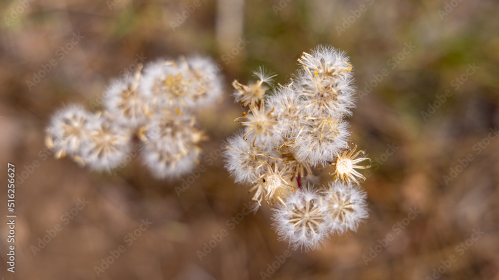 Pretty Dandelions Flower Seeds in the Forest Pretty Dandelions Flower Seeds in the Forest