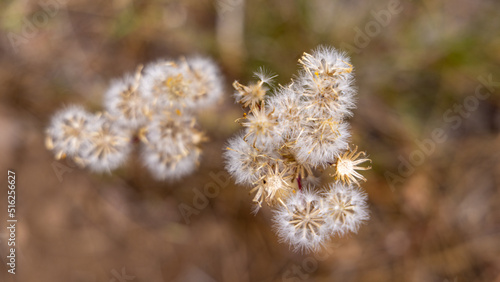 Pretty Dandelions Flower Seeds in the Forest