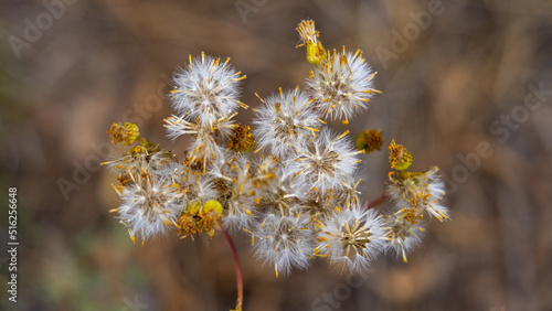 Pretty Dandelions Flower Seeds in the Forest © Explore and Record