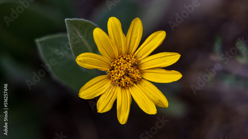 Pretty Yellow Flower in Nature