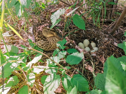 wild duck next to its nest with eggs