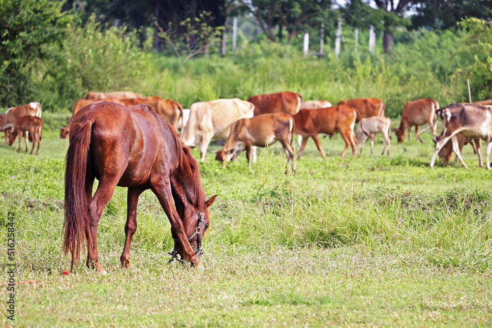 Horse and cows in the field