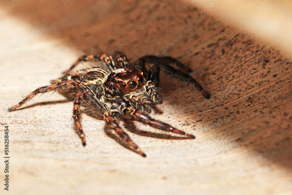 Jumper spider on dry leaf