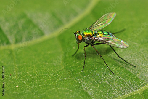 close up of a fly © Sarin