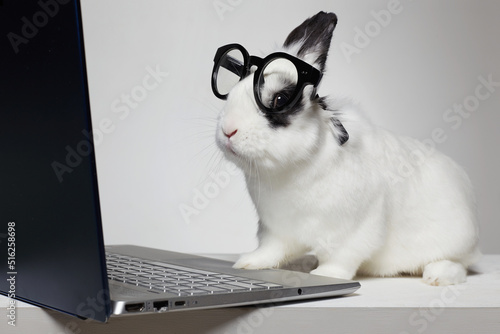 funny rabbit with computer. animal business