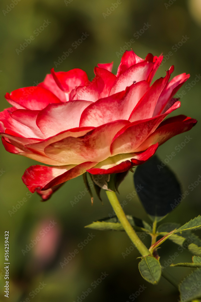 A red and white Tea Rose