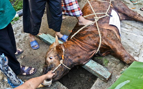 Photography Slaughter of sacrificial animals on Eid al-Adha