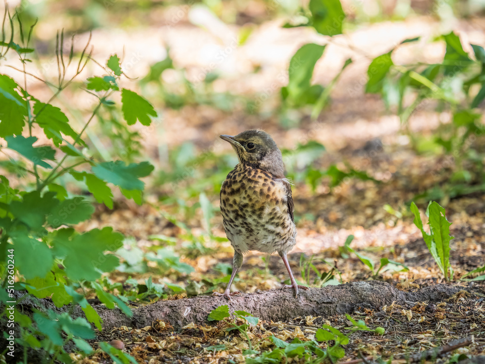 A fieldfare chick, Turdus pilaris, has left the nest and sitting on the spring lawn. A fieldfare chick sits on the ground and waits for food from its parents. A fieldfare chick, Turdus pilaris, has left the nest and sitting on the spring lawn. A fieldfare chick sits on the ground and waits for food from its parents.