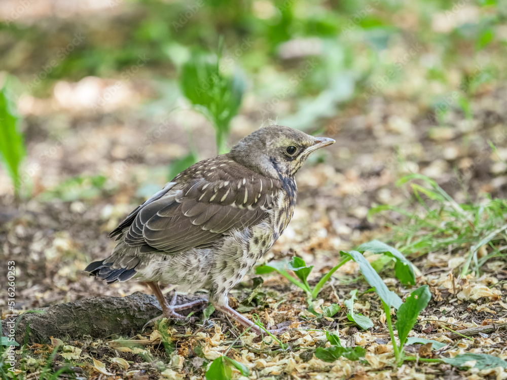 A fieldfare chick, Turdus pilaris, has left the nest and sitting on the spring lawn. A fieldfare chick sits on the ground and waits for food from its parents. A fieldfare chick, Turdus pilaris, has left the nest and sitting on the spring lawn. A fieldfare chick sits on the ground and waits for food from its parents.