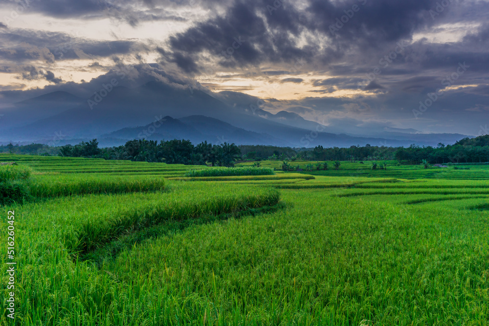 Indonesian morning scenery in green rice fields