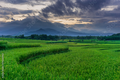 Indonesian morning scenery in green rice fields © RahmadHimawan