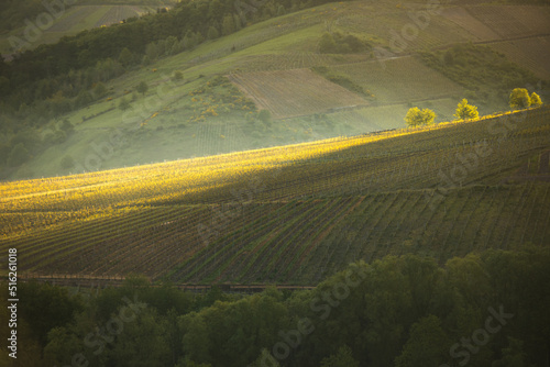 Rhineland Palatinate vineya...