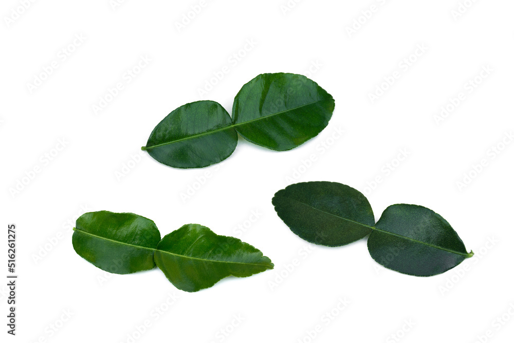 Kaffir lime leaf thai lemon isolated on white background. Kaffir lime leaf thai lemon isolated on white background.