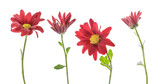 red flowers isolated on white background