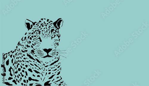 Monochrome color Leopard lying and looking forward isolated vector illustration