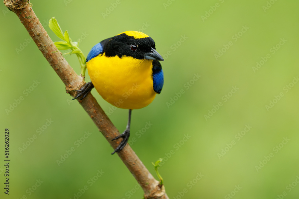 Obraz premium Blue-shouldered or Blue-winged Mountain-tanager - Anisognathus somptuosus yellow bird in Thraupidae, highland forest and woodland in the Andes of Bolivia, Colombia, Ecuador, Peru and Venezuela