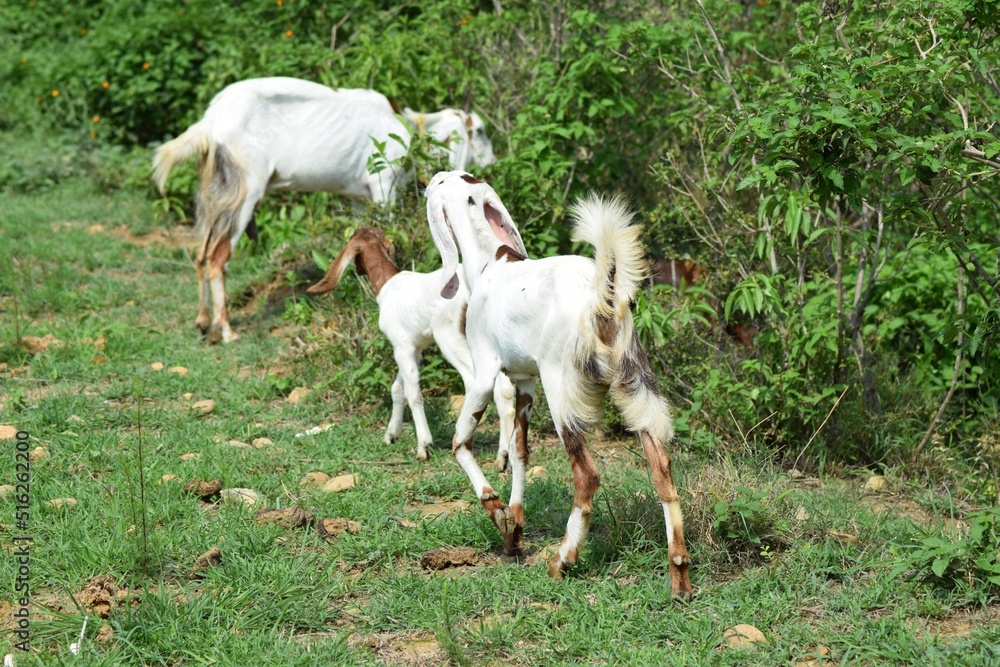 Fototapeta premium Goats grazing in the field.