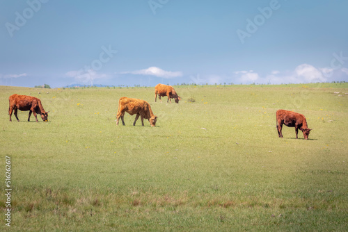 Cows grazing in Rio Grande do Sul pampa, Brazil, border with Uruguay © Aide