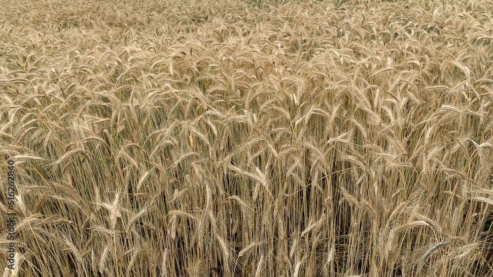 field of wheat