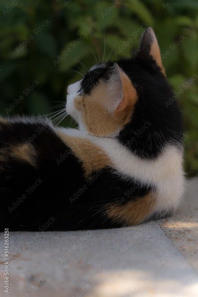 animaux animals chat cat lyon nature cheval chevaux horse animaux animals chat cat lyon nature cheval chevaux horse