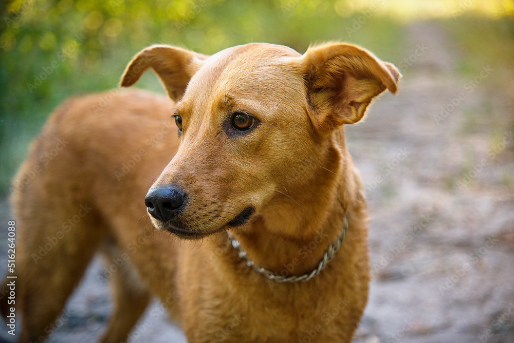 portrait of a homeless red dog