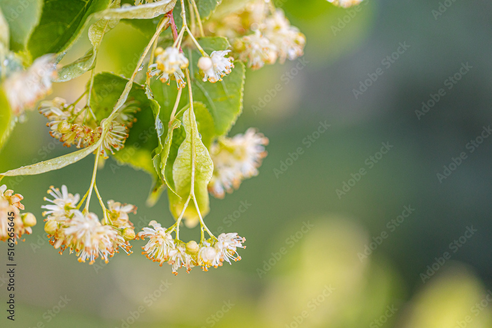 Linden tree blossom in summer forest, close up of lime blooming Linden tree blossom in summer forest, close up of lime blooming