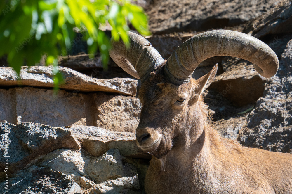 A majestic mountain goat with twisted large horns is resting on a rock. Close-up portrait of a wild mountain goat.