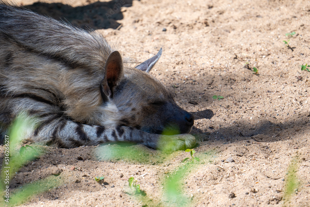 Spotted hyena resting on the ground close-up. Daytime sleep of a wild dog under the sun in the savannah. Spotted hyena resting on the ground close-up. Daytime sleep of a wild dog under the sun in the savannah.