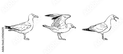Set of hand drawn seagulls outline. Line art style isolated on white background.
