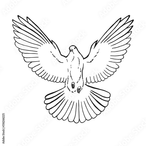 Hand drawn dove outline. Line art style isolated on white background.