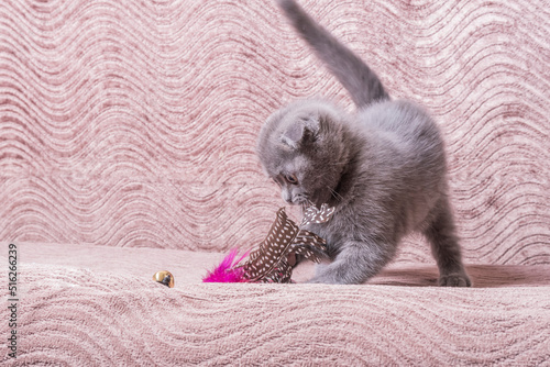 Domestic playful scottish fold kitten plays with a fluffy toy on brown surface of sofa.