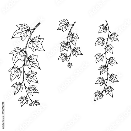 Set of ivy leaves. Hand drawn illustration converted to vector.