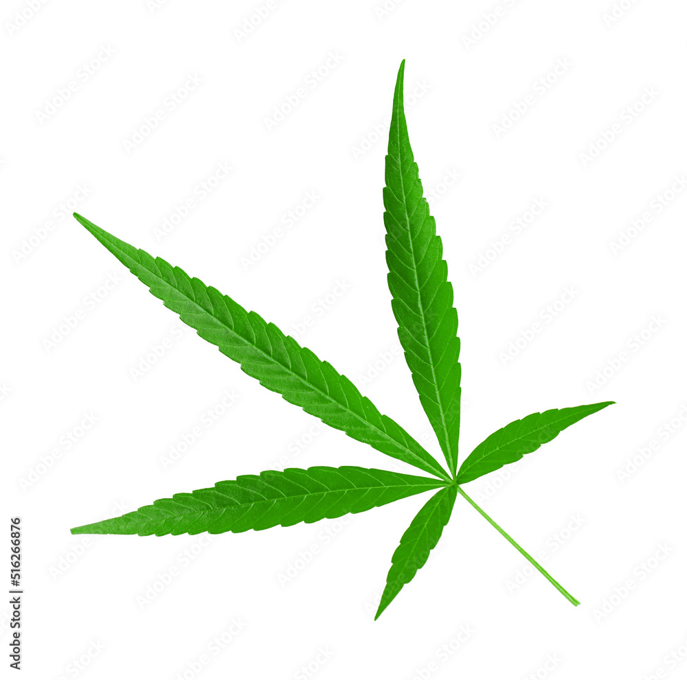 Cannabis leaf isolated on white,with clipping path. Cannabis leaf isolated on white,with clipping path.