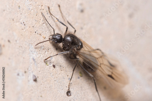 Winged Messor barbarus ant climbing a concrete wall on a sunny day