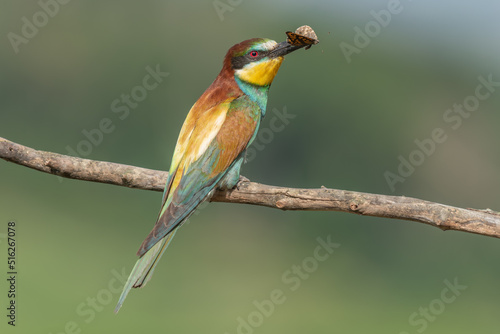 European Bee-eater (Merops apiaster) perched on branch with a butterfly in its beak.
