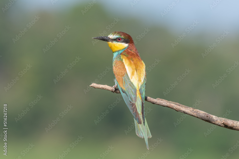 European Bee-eater (Merops apiaster) perched on branch. European Bee-eater (Merops apiaster) perched on branch.