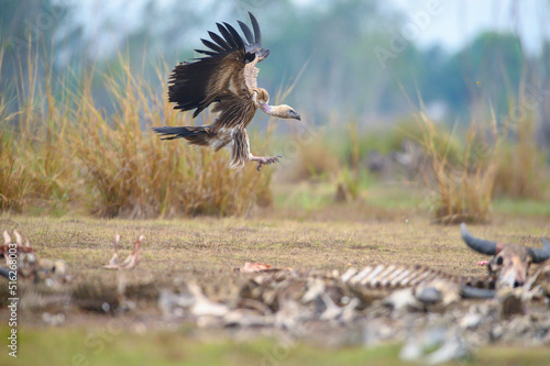 The vulture, the largest migratory bird, and the carcasses piled up on the ground (Himalayan griffon vulture) photo