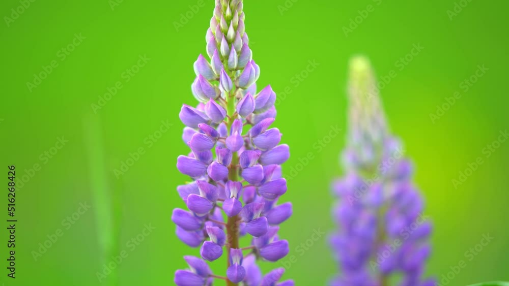 Purple lupine flowers on a field on a summer day. Lupinus field with pink purple and blue flowers. A field of lupines. Violet and pink lupin in meadow. Purple and pink lupin bunch Purple lupine flowers on a field on a summer day. Lupinus field with pink purple and blue flowers. A field of lupines. Violet and pink lupin in meadow. Purple and pink lupin bunch