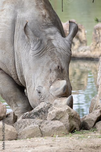 rhino in the zoo