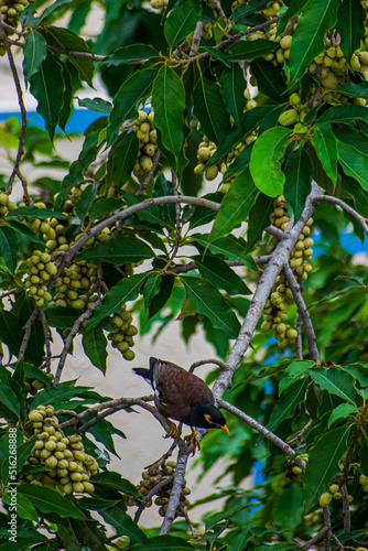 bird on a branch © Deepak