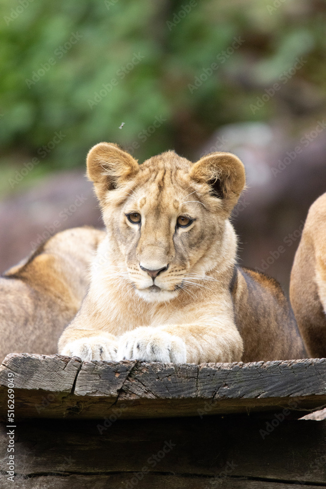 Naklejka premium lion and lioness
