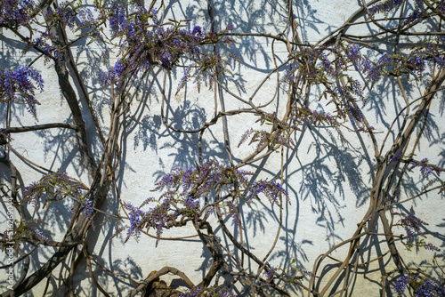 Wallpaper Mural Glycine majestueuse contre le mur Torontodigital.ca