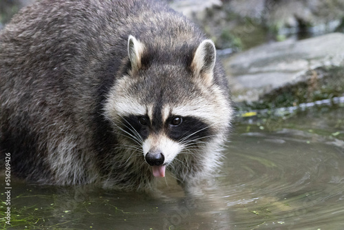 raccoon in the water