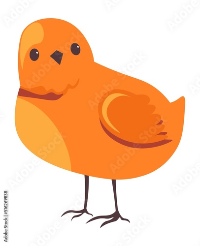 Small chick, domestic animals farm breeding vector