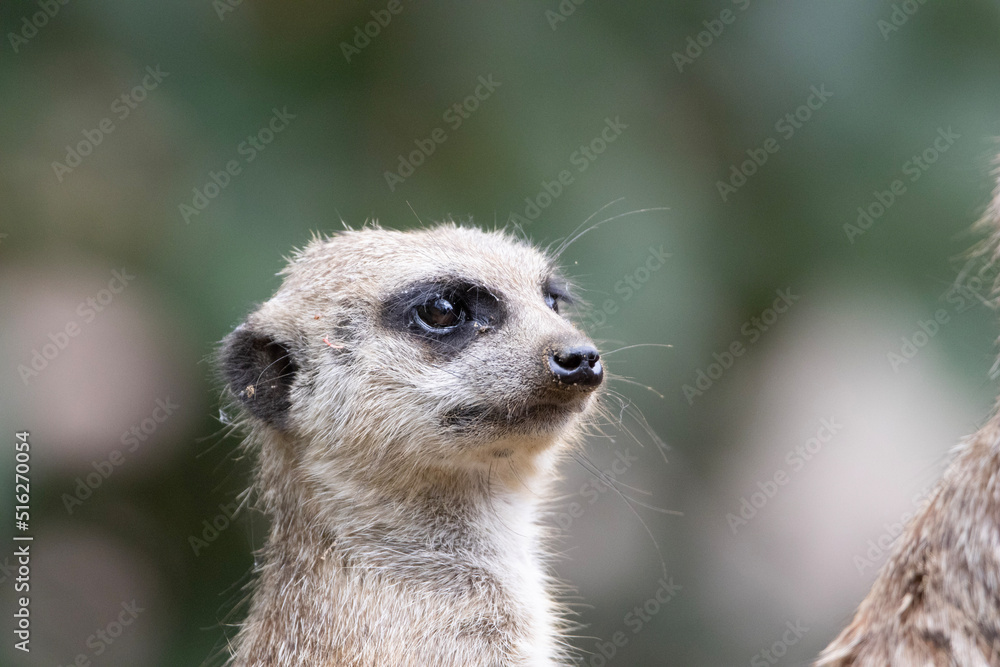 meerkat on guard meerkat on guard