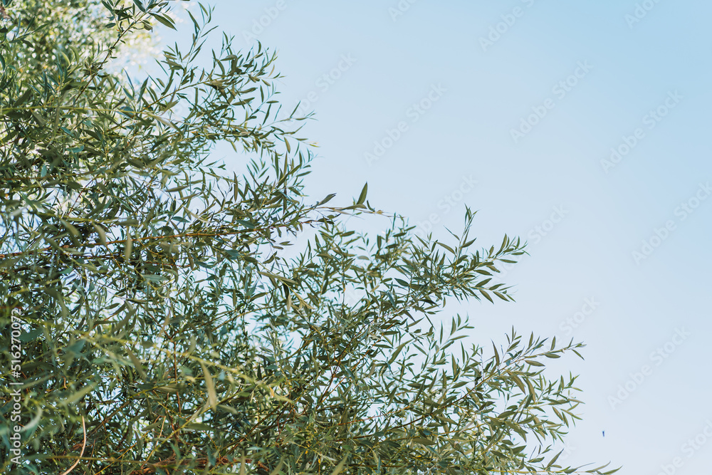 Willow tree branches with green leaves against blue sky. Willow tree branches with green leaves against blue sky.