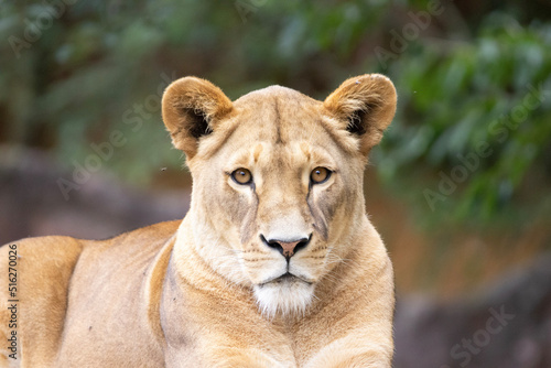 lioness in the grass