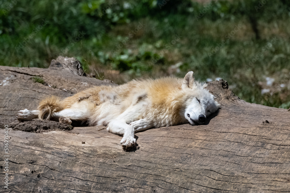 A white wolf, adult male, sleeping on a tree trunk
A white wolf, adult male, sleeping on a tree trunk