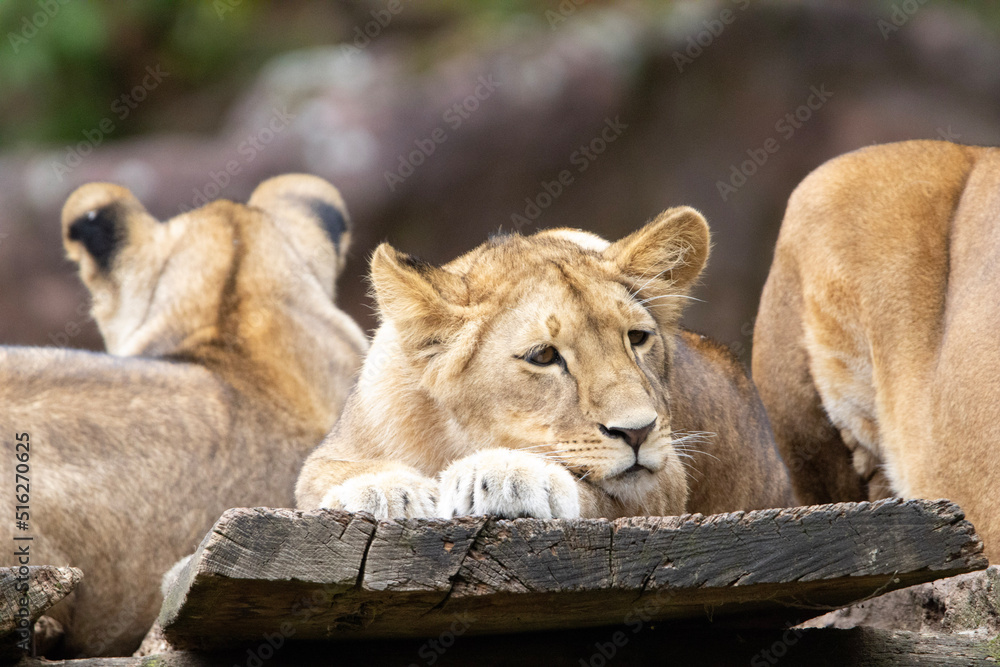 Fototapeta premium young lioness