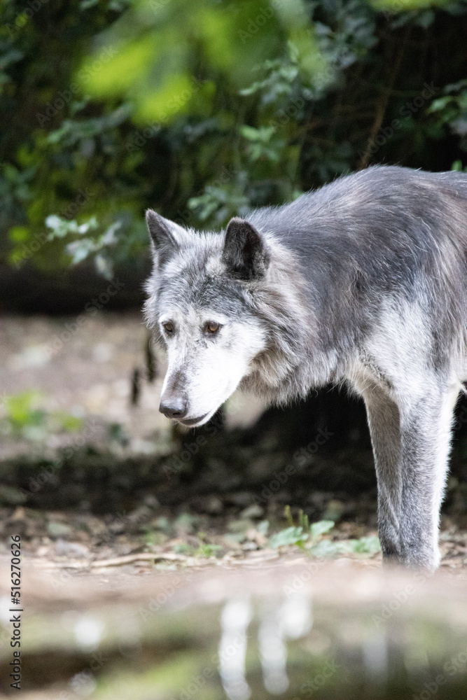 wolf in the forest wolf in the forest